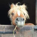 monsieurponey