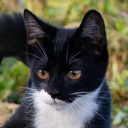 avatar Katzy