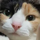 avatar ᲼᲼᲼᲼᲼᲼᲼