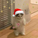 avatar 𝓚𝓪𝓼𝓾 ❤