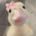 avatar 𝓚𝓪𝓼𝓾 ❤