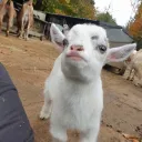 okcbrandon