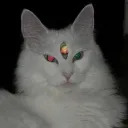 niteparade