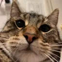 .cloudycats.