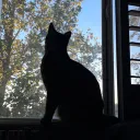 .cloudycats.