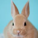 yantyu_yuuu
