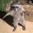 biboombap