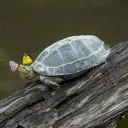 turtleman.