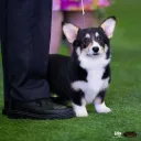 thycorgiking