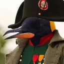 emperor__penguin