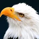eagleforce11
