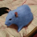 pastatherat