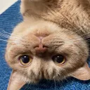 cat_lan