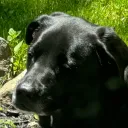 dogthingmusic