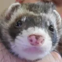mattendo
