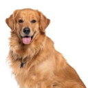 avatar Golden Retriever