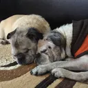 pugsr