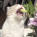 tastyeclairr