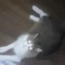 stenchwizard