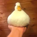 mih69