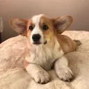 mr.corg
