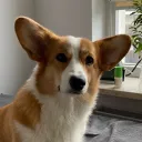 mr.corg