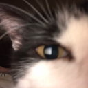 succint#4788's avatar