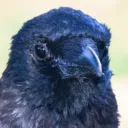 coderkass
