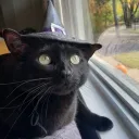 buckmeow.