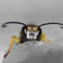 tachysphex