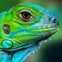lizarddude