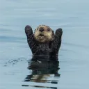 morcxlla