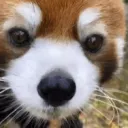 shaqni