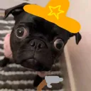 .wof