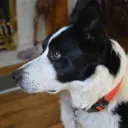 greymuzzles