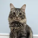 ScoopsMcGee's Avatar