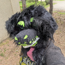 Section's avatar