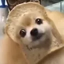pomeranianfluffball6612