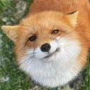 foxwrx