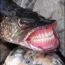 jommlol