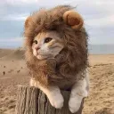 oc_lionheart