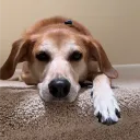 barryrolls64