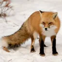 saifpenguin