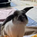 bunoffee