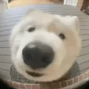 greensnowdog