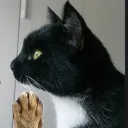 ingolfato