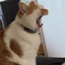 its_pooshy