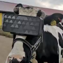 bombur4112#5635's avatar