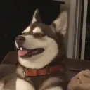 dahusky9763