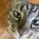 sinsayato-1445829486879965324